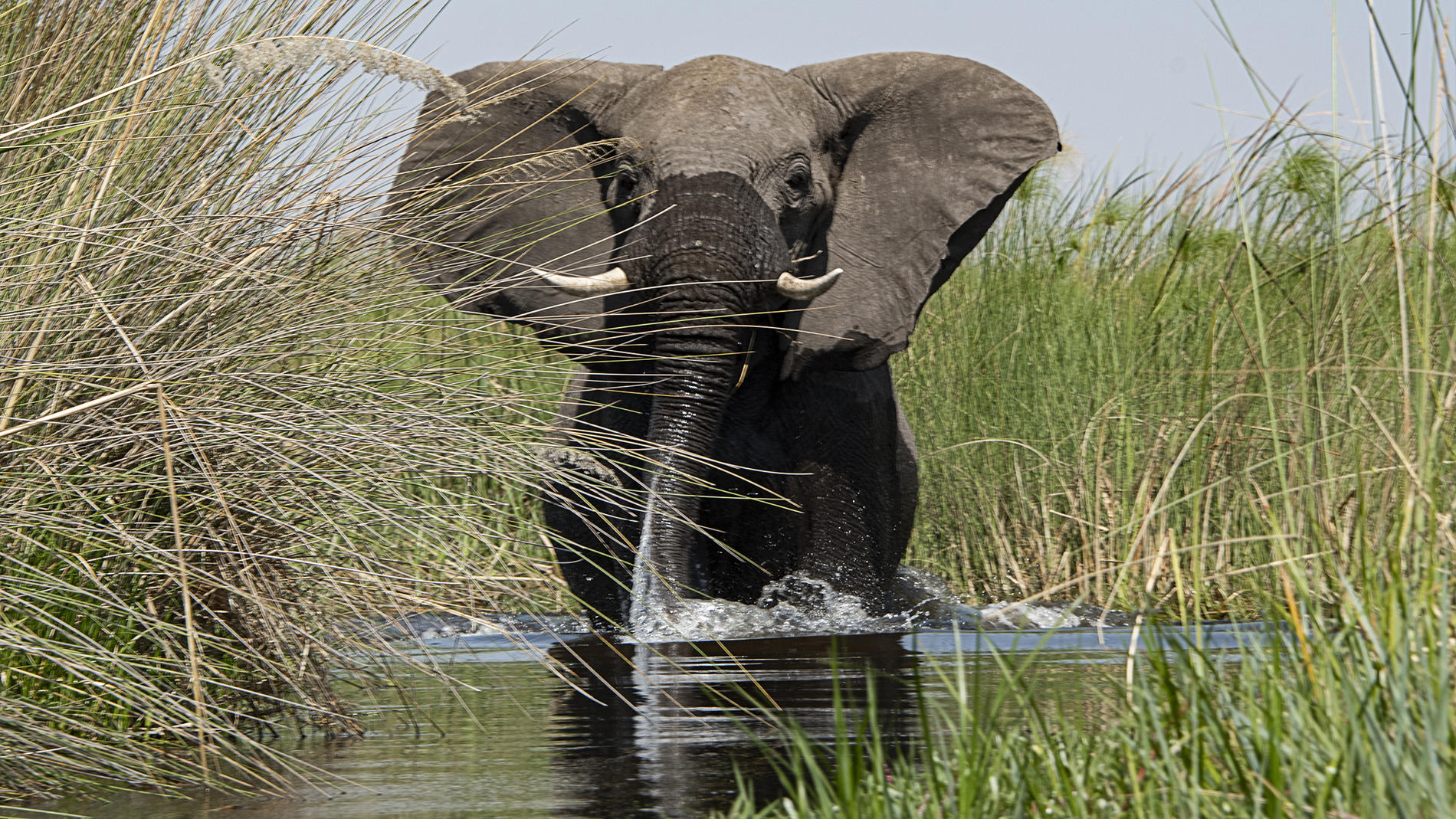 Xaoo Safari Camp thumbnail 6